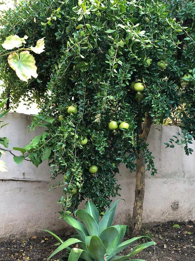 Little Cottage Athens Ngoại thất bức ảnh